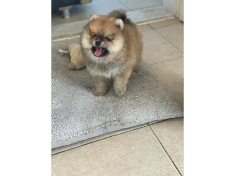 Pomeranian yavrular