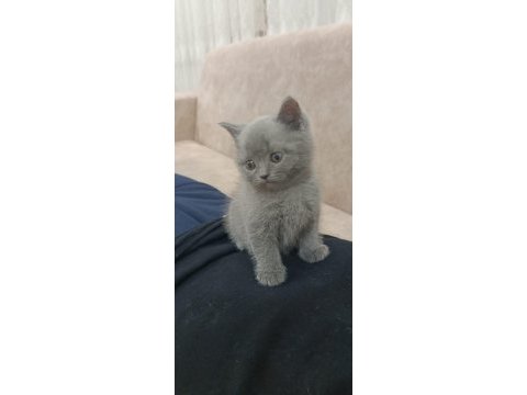 Scottish blue point ve british kardeşler