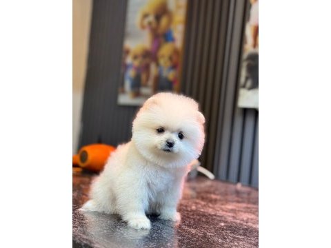 Pomeranian yavru köpeğimiz
