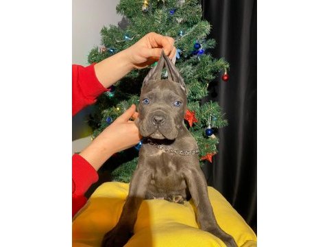 Safkan şampiyon anneden blue ve siyah cane corso yavrular