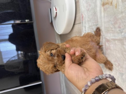 2 aylık dişi maltipoo
