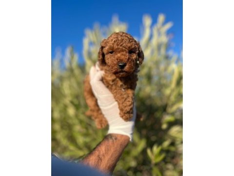 Toy poodle bebeklerimiz