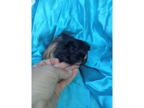 Harika sheltie erkek yavru ginepig