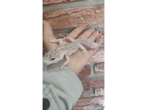 Leopard gecko kayseri