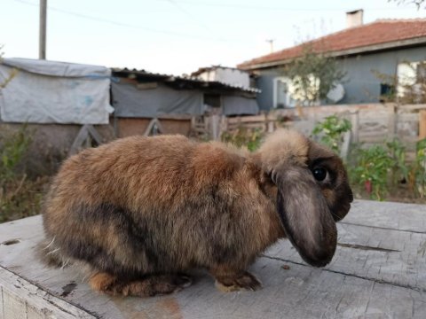 Safkan mini lop tavşan anaçlık