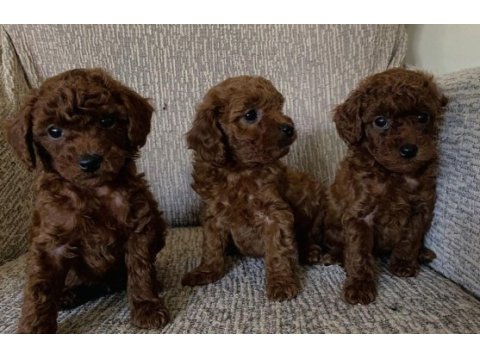 Minik poodle yavrular için ulaşabilirsiniz