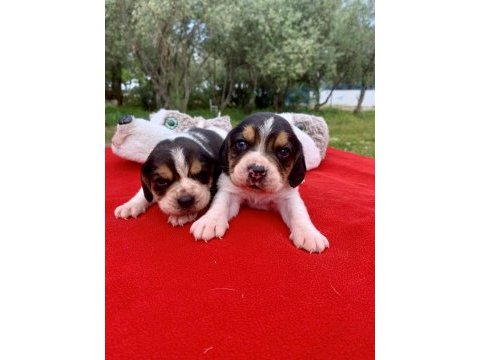 Beagle bigıl