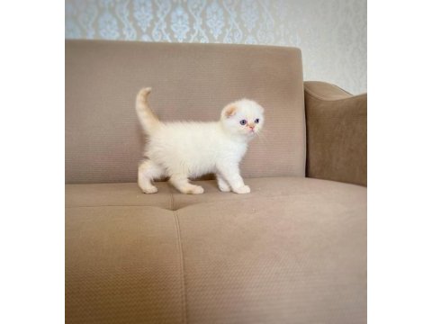 A kalite scottish fold erkek