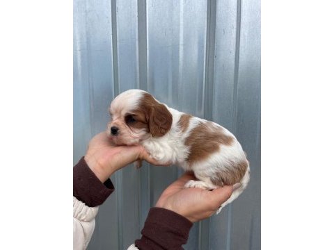 Irk garantili cavalier king charles