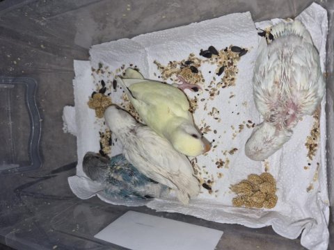Sevda papağanı bebekler