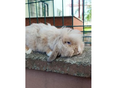 Hollanda teddy lop damızlık takım tavşan