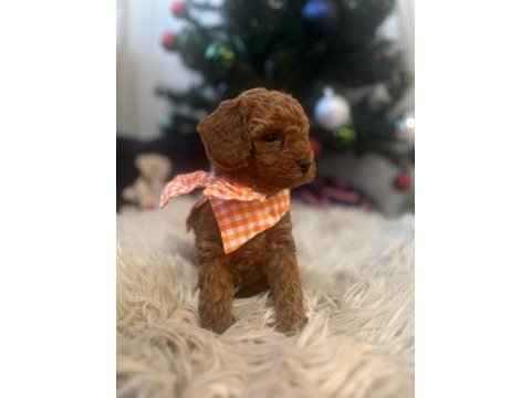 40 günlük toy poodle yavruları