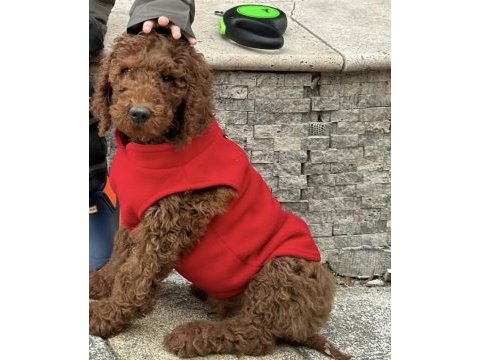 4 aylık erkek red brown (kızıl kahverengi) labradoodle