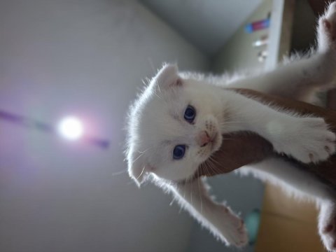 Yeni yuvasını bekleyen tatlış bir scottish fold