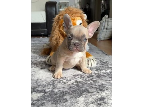 Muhteşem güzellikte french bulldog yavrumuz
