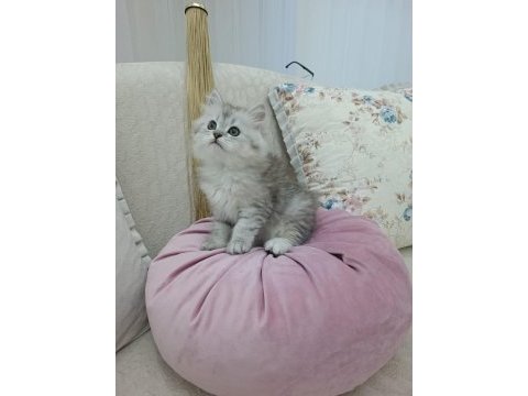 Erkek chinchilla silver yavrularımız