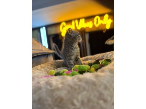 Orj babyface british shorthair whi̇skas bebeklerimiz