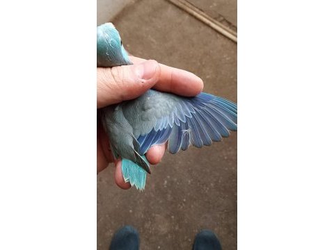 Forpus papağanı yavruları