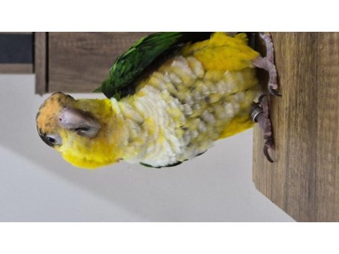 Yavru kayık papağanı