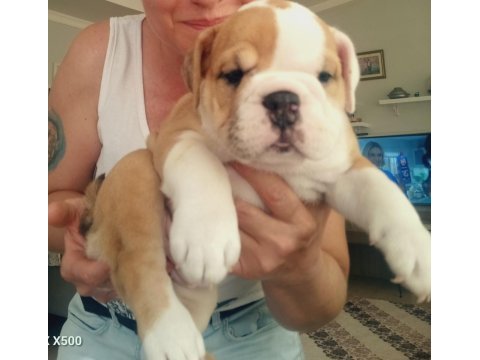 Mükemmel kalite ingiliz bulldog yarılarımız