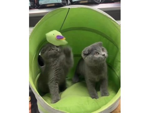 Scottish fold kardeşler