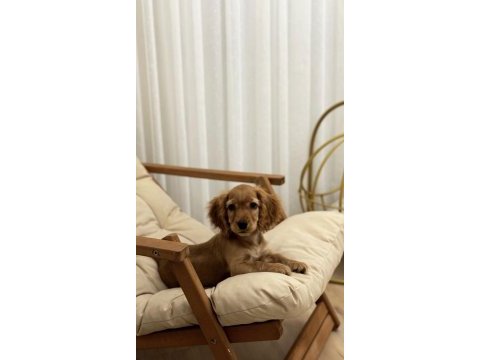 Cocker köpeğim firuzeye yuva arıyorum