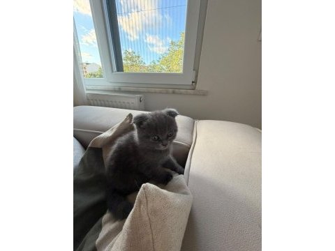 45 günlük gri scottish fold teslime hazır