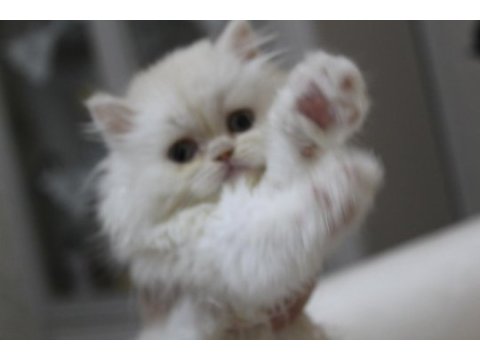 British longhair, vena yı sahiplendiriyoruz 2 aylık