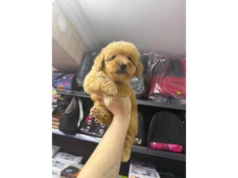 3,5 aylık erkek maltipoo