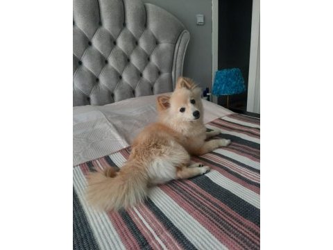 6 aylık pomeranian