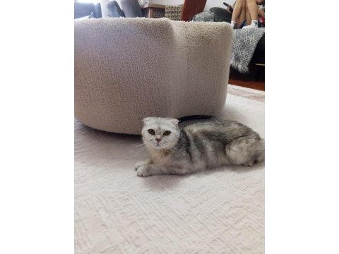Çok uyguna scottish fold ilk gelen alır