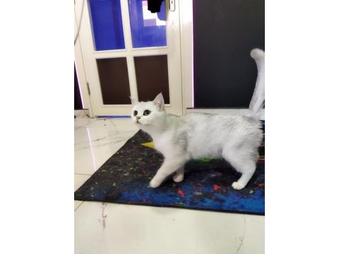 British shorthair & ns 11 silver (1.5 yaşında prensesler)