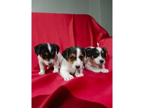 Jack russell dişi yavrular