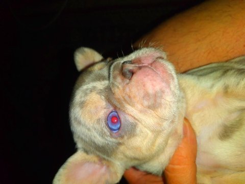 Egzotik lilac merle tan isabella carrier french bulldog