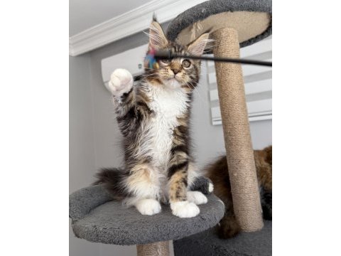 Xxxl maine coon 2209 dişi