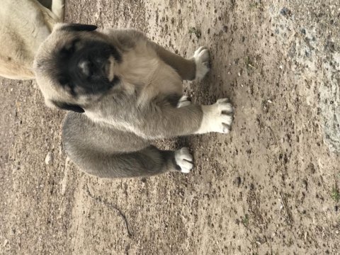 Has kangal yavrular dişi erkek mevcut