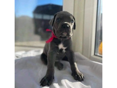 Dev cane corso italiano yavruları