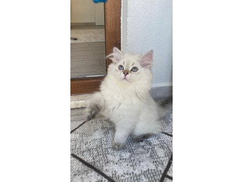 Erkek kedim yuvasını arıyor