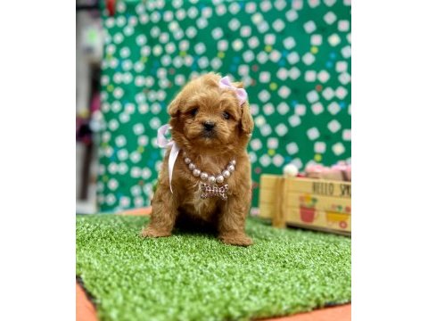 Oyuncu , zeki ve uysal maltipoo bebekler 