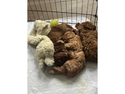 Toy poodle yavru köpekler