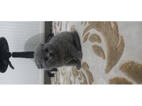 British shorthair yavru kedimiz
