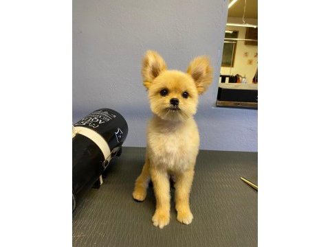 Pomeranian melezi