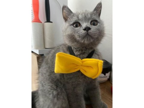 Tombik kedimiz mücomuz yuva arıyor