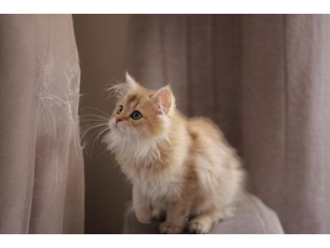 British longhair açıklamayı okuyun 2