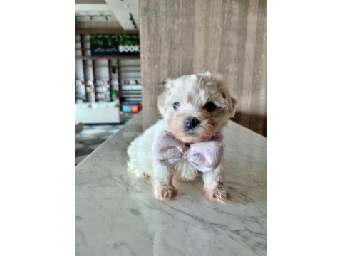 Teacup maltese terrier bebeklerimiz
