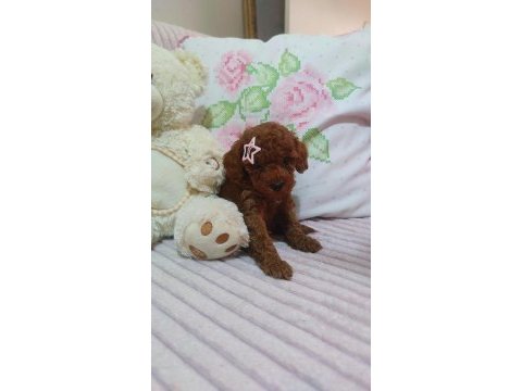 Kore kan red brown poodle minikler