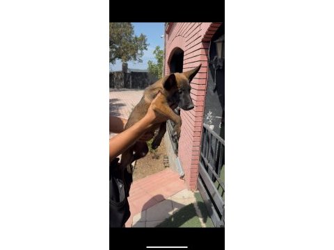 Kaliteli belçika malinois yavrular