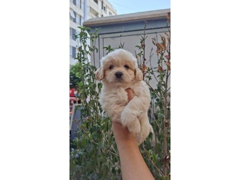 Maltipoo bebeklerim sağlık ve ırk garantili