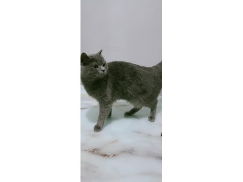 British shorthair maya kızımız yeni yuvasını arıyor
