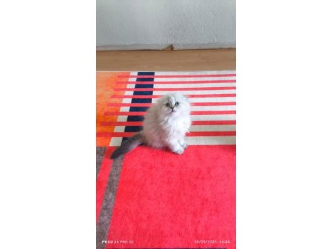 British longhair yavrular